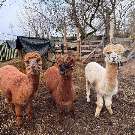 Farm Gina Free Wifi Δωμάτια σε οικογενειακή κατοικία Hausbreitenbach