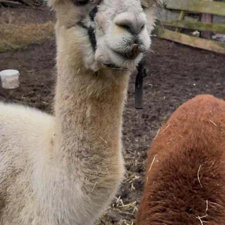 Farm Gina Free Wifi * Hausbreitenbach