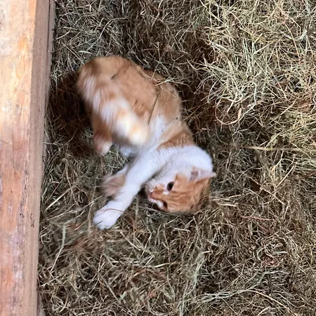 Alloggio in famiglia Farm Gina Free Wifi