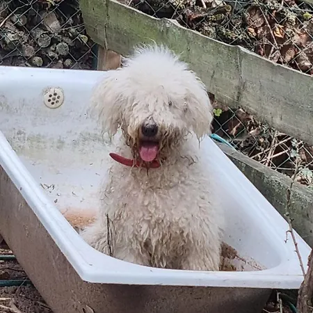 Alloggio in famiglia Farm Gina Free Wifi Hausbreitenbach